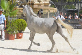 NASHWAT AL SHAHANIA 