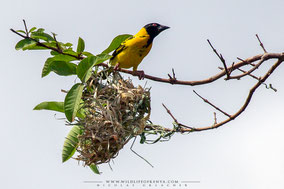 black-headed weaver, tisserin à tête noire, tejedor cabecinegro, birds of Kenya, birds of africa, ornithology, Nicolas Urlacher, wildlife of Kenya