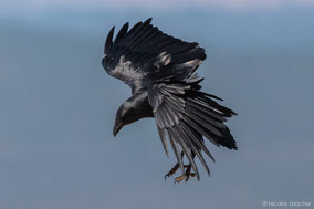 Fan-tailed raven, corbeau à queue courte, cuervo colicorto