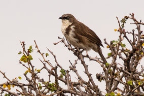 northern pied babbler, cratérope bigarré, turtoide pio, Nicolas Urlacher, wildlife of kenya, birds of Kenya, birds of africa