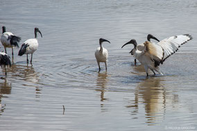 african sacred ibis, ibis sacré, ibis sagrado, Nicolas Urlacher, wildlife of kenya, birds