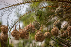 black-headed weaver, tisserin à tête noire, tejedor cabecinegro, birds of Kenya, birds of africa, ornithology, Nicolas Urlacher, wildlife of Kenya