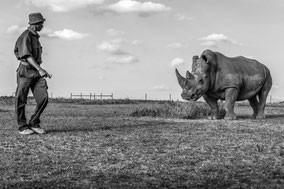 northern white rhino, rhinocéros blanc du nord, extinct in the wild