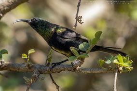 bronze sunbird, souimanga bronzé, suimanga bronceado, nicolas urlacher, wildlife of kenya, birds of kenya, birds of africa