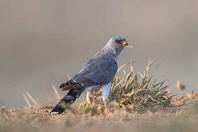 Gabar Goshawk