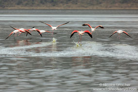 greater flamingo, flmant rose, flamenco comun, Nicolas Urlacher, wildlife of Kenya, birds of Kenya, birds of africa, water birds, waders