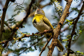 yellow-breasted apalis, apalis flavida, birds of Kenya, Nicolas Urlacher, wildlife of Kenya, apalis a gorge jaune,  apalis de pecho amarillo