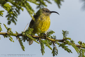 bronze sunbird, souimanga bronzé, suimanga bronceado, nicolas urlacher, wildlife of kenya, birds of kenya, birds of africa