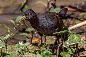 black crake, râle à bec jaune, polluela negra africana, Nicolas Urlacher; wildlife of Kenya, bird