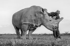 northern white rhino, rhinocéros blanc du nord, extinct in the wild