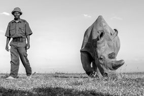 northern white rhino, rhinocéros blanc du nord, rinoceronte blanco del norte, Ol Pejeta