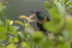 bronze sunbird, souimanga bronzé, suimanga bronceado, nicolas urlacher, wildlife of kenya, birds of kenya, birds of africa