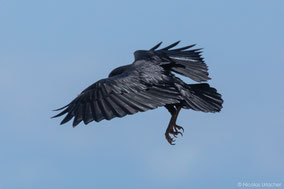 Fan-tailed raven, corbeau à queue courte, cuervo colicorto