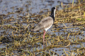 long-toed plover, long(toed lapwing, vanneau a ailes blanches, vanneau a face blanche, avefria palustre, Nicolas Urlacher, wildlife of kenya, birds of kenya, birds of africa