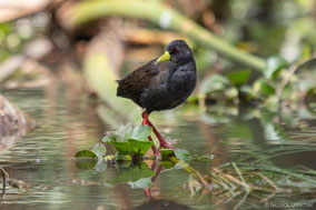 black crake, râle à bec jaune, polluela negra africana