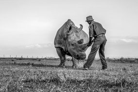 northern white rhino, rhinocéros blanc du nord, extinct in the wild