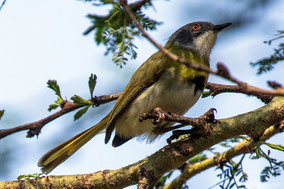 yellow-breasted apalis, apalis flavida, birds of Kenya, Nicolas Urlacher, wildlife of Kenya, apalis a gorge jaune,  apalis de pecho amarillo