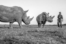 northern white rhino, rhinocéros blanc du nord, extinct in the wild