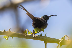 bronze sunbird, souimanga bronzé, suimanga bronceado, nicolas urlacher, wildlife of kenya, birds of kenya, birds of africa