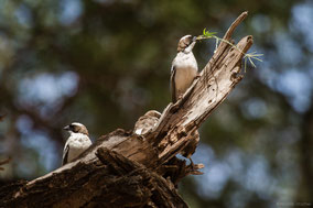 white-browded sparrow weaver, moineau tisserin a sourcils blancs, tejedor gorrion cejiblanco