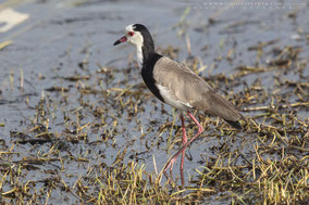 long-toed plover, long(toed lapwing, vanneau a ailes blanches, vanneau a face blanche, avefria palustre, Nicolas Urlacher, wildlife of kenya, birds of kenya, birds of africa