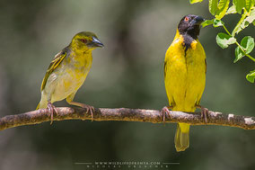 black-headed weaver, tisserin à tête noire, tejedor cabecinegro, birds of Kenya, birds of africa, ornithology, Nicolas Urlacher, wildlife of Kenya