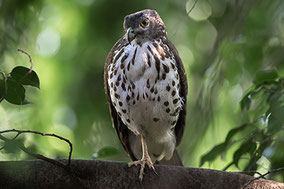 African Goshawk
