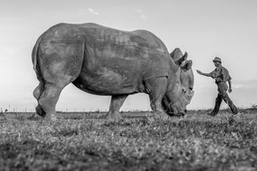 northern white rhino, rhinocéros blanc du nord, extinct in the wild