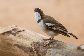 white-browded sparrow weaver, moineau tisserin a sourcils blancs, tejedor gorrion cejiblanco