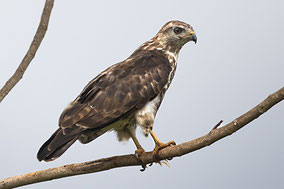 Mountain Buzzard