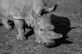 northern white rhino, rhinocéros blanc du nord, extinct in the wild