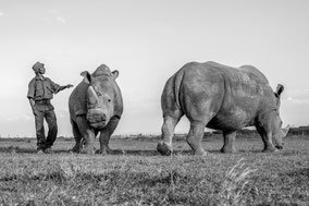 northern white rhino, rhinocéros blanc du nord, extinct in the wild