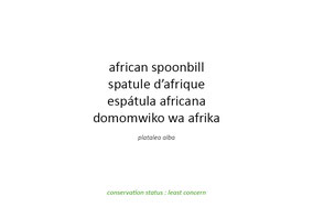 African spoonbill, spatule d'Afrique,  espátula africana,