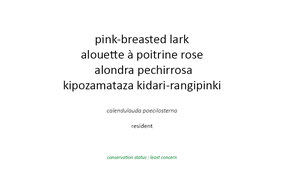 pink-breasted lark, alouette à poitrine rose, alondra pechirrosa, Nicolas Urlacher, wildlife of kenya, birds of kenya, birds of samburu, birds of africa