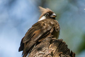 speckled mousebird, coliou rayé, pajaro raton comun, Nicolas Urlacher, wildlife of Kenya, birds of Kenya