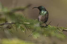 bronze sunbird, souimanga bronzé, suimanga bronceado, nicolas urlacher, wildlife of kenya, birds of kenya, birds of africa