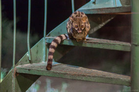 rusty-spotted genet cat, genette panthere, jineta manchada, Nicolas Urlacher, wildlife of kenya