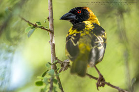 black-headed weaver, tisserin à tête noire, tejedor cabecinegro, birds of Kenya, birds of africa, ornithology, Nicolas Urlacher, wildlife of Kenya