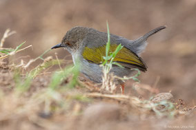 gry-backed camaroptera, bleatinf warbler, camaroptère a dos gris, camaroptera de lomo gris