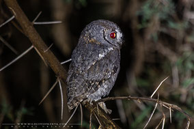 African Scops Owl