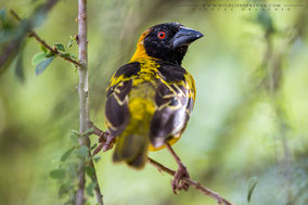 black-headed weaver, tisserin à tête noire, tejedor cabecinegro, birds of Kenya, birds of africa, ornithology, Nicolas Urlacher, wildlife of Kenya