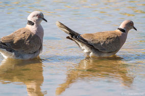 mourning collared dove, african mourning dove, tourterelle pleureuse, tortola engañosa, nicolas urlacher, wildlifeofkenya.com