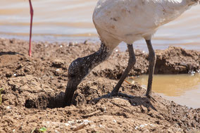 african sacred ibis, ibis sacré, ibis sagrado, Nicolas Urlacher, wildlife of kenya, birds