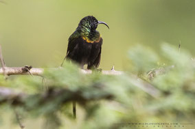 bronze sunbird, souimanga bronzé, suimanga bronceado, nicolas urlacher, wildlife of kenya, birds of kenya, birds of africa