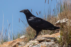 Fan-tailed raven, corbeau à queue courte, cuervo colicorto