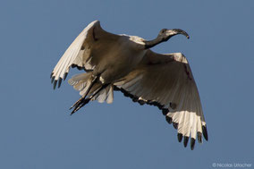 african sacred ibis, ibis sacré, ibis sagrado, Nicolas Urlacher, wildlife of kenya, birds