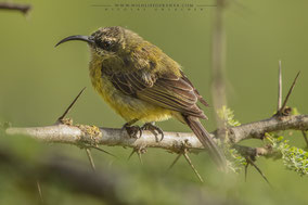 bronze sunbird, souimanga bronzé, suimanga bronceado, nicolas urlacher, wildlife of kenya, birds of kenya, birds of africa