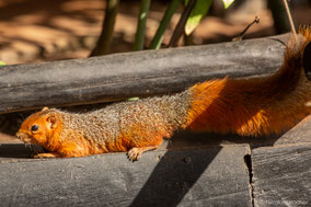 red bush squirrel, écureuil à ventre rouge, ardilla de arbusto roja