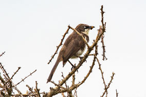 northern pied babbler, cratérope bigarré, turtoide pio, Nicolas Urlacher, wildlife of kenya, birds of Kenya, birds of africa