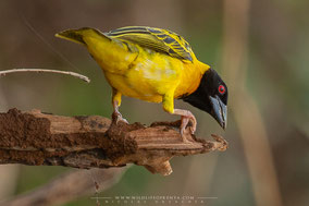 black-headed weaver, tisserin à tête noire, tejedor cabecinegro, birds of Kenya, birds of africa, ornithology, Nicolas Urlacher, wildlife of Kenya